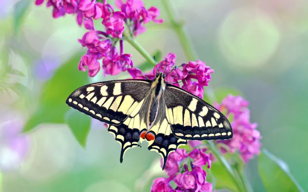 flower purple flower insect butterfly Animal swallowtail butterfly HD Desktop Wallpaper | Background Image