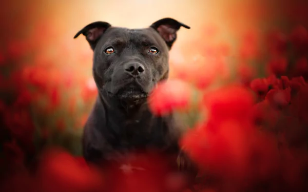 A Staffordshire Bull Terrier dog sits among red poppy flowers with a soft depth of field, captured in an HD desktop wallpaper background.