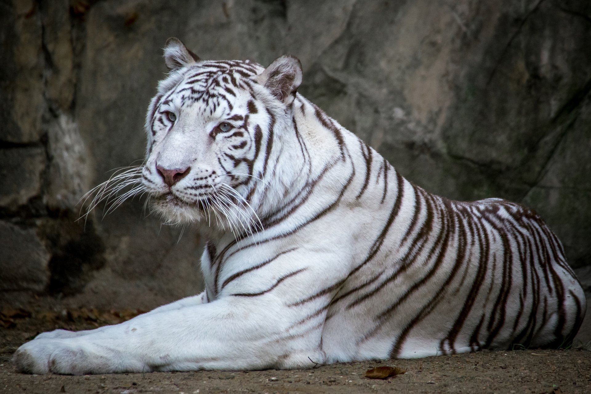 Download Animal White Tiger HD Wallpaper