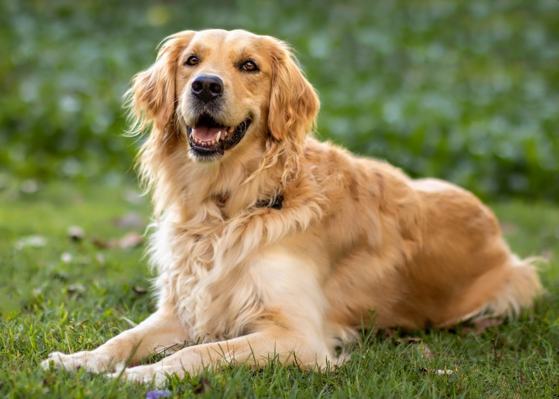 Download Dog Animal Golden Retriever HD Wallpaper