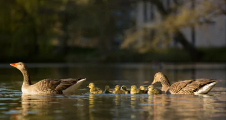 A family of geese with two adult birds and several yellow chicks swimming on calm water, captured in a high-definition desktop wallpaper.