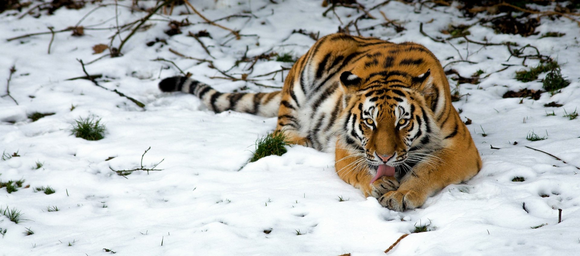 A Siberian tiger lies on snow-covered ground in a winter landscape, captured in HD for a striking PC desktop wallpaper.