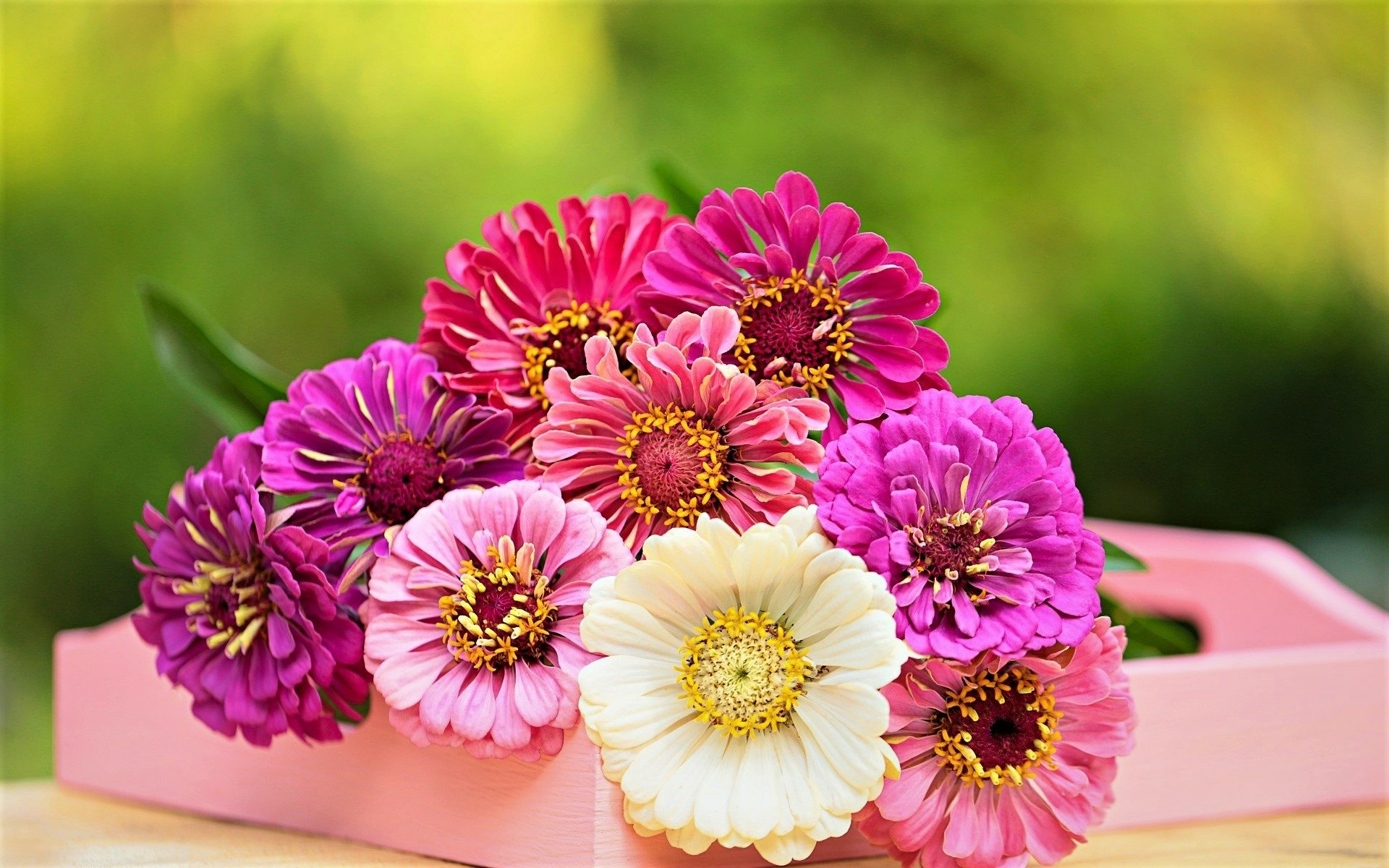 Download Pink Flower Zinnea Bouquet Flower Nature Daisy HD Wallpaper