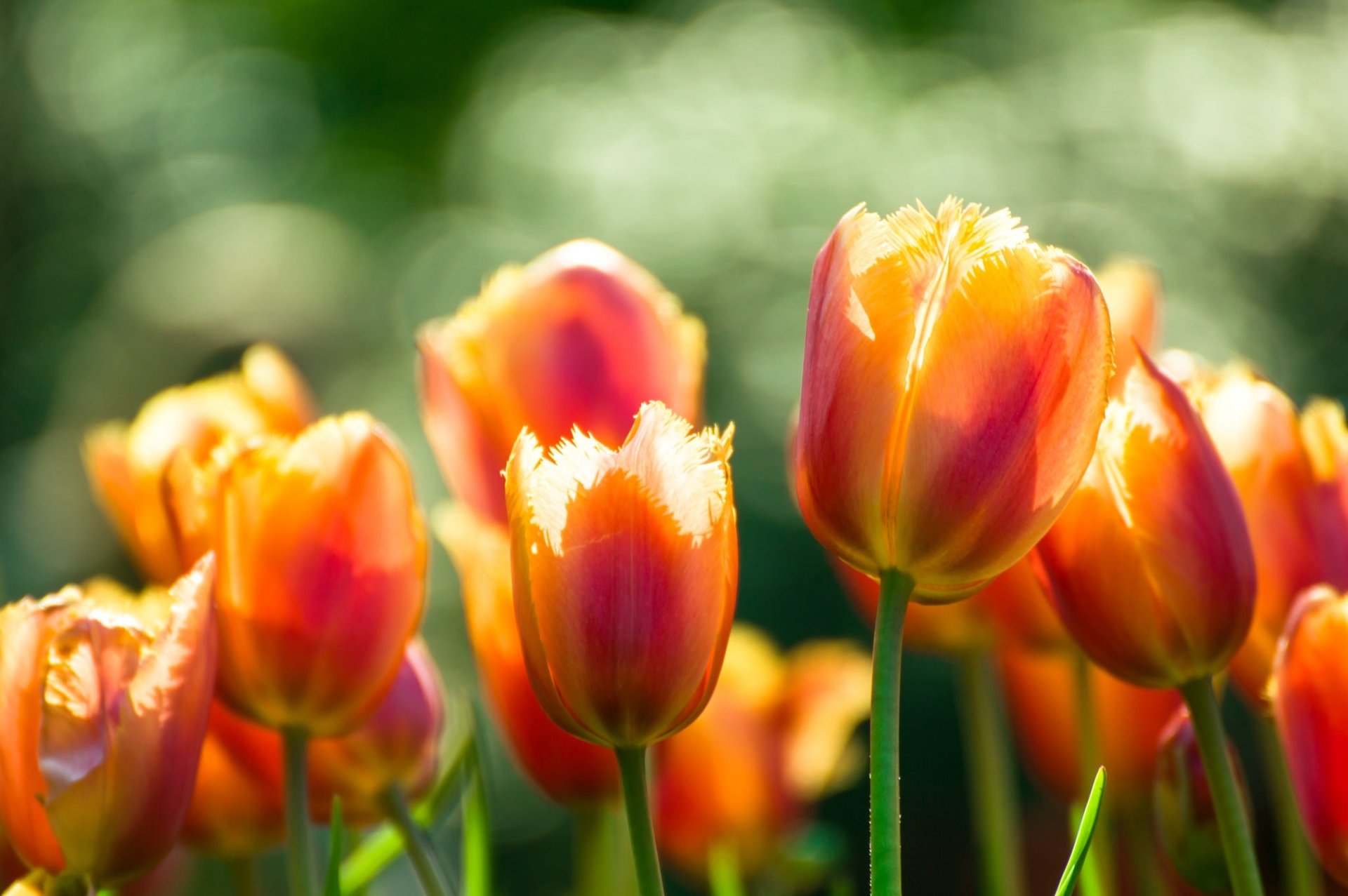 Download Macro Orange Flower Flower Nature Tulip HD Wallpaper