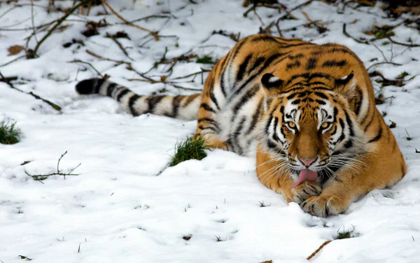  Siberian Tiger
