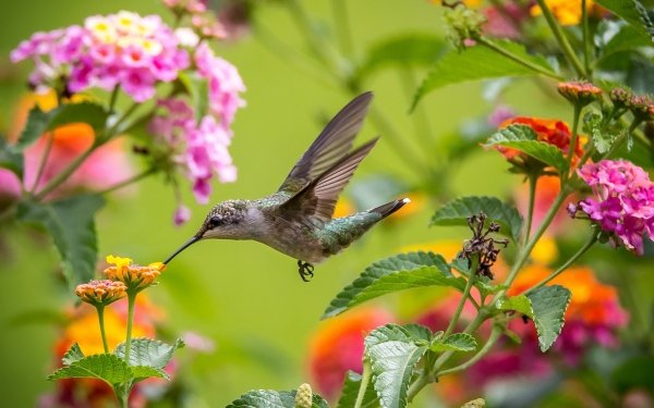 Hummingbird HD Wallpaper | Background Image | 2560x1600 | ID:380123