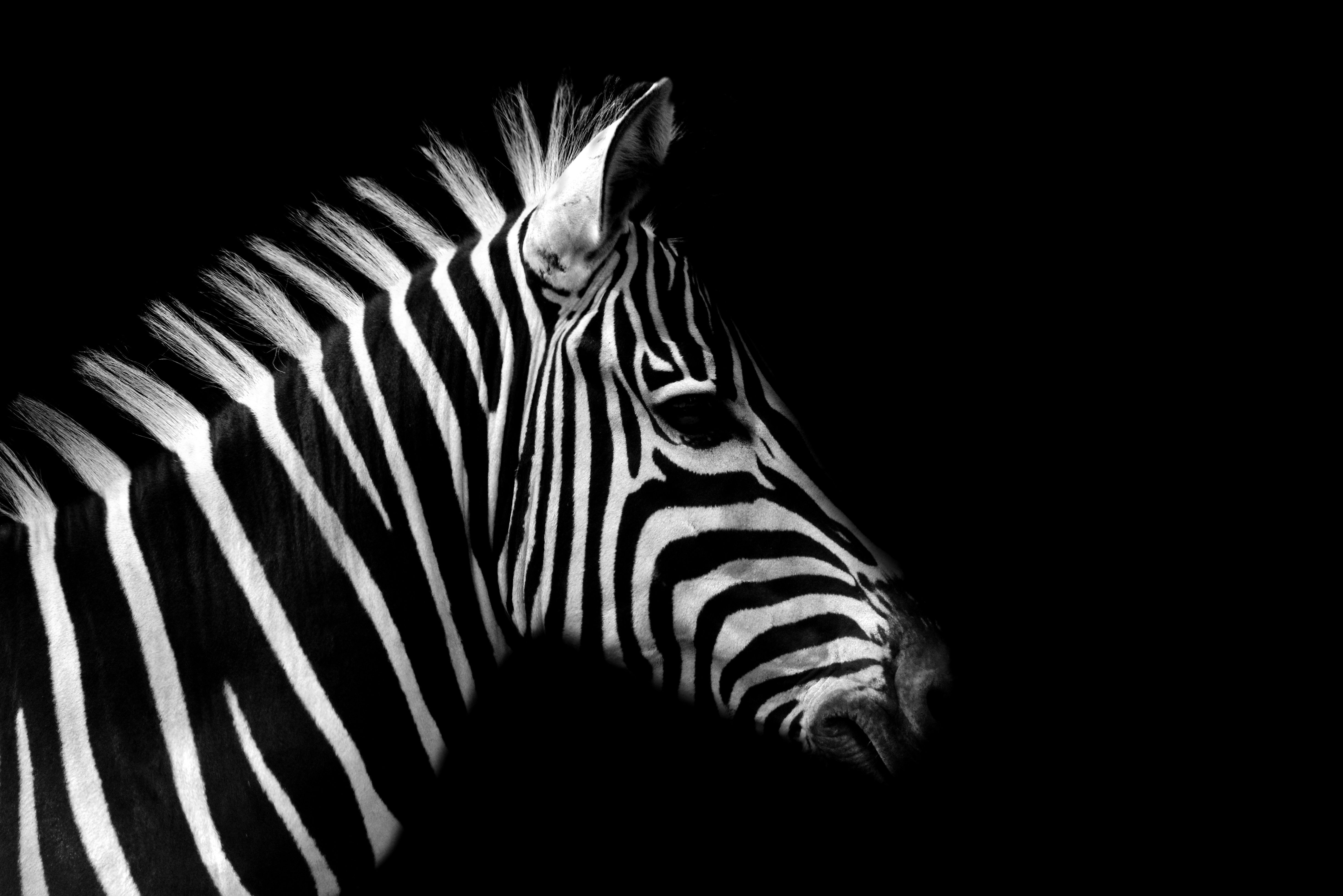 Download Animal Zebra 4k Ultra HD Wallpaper