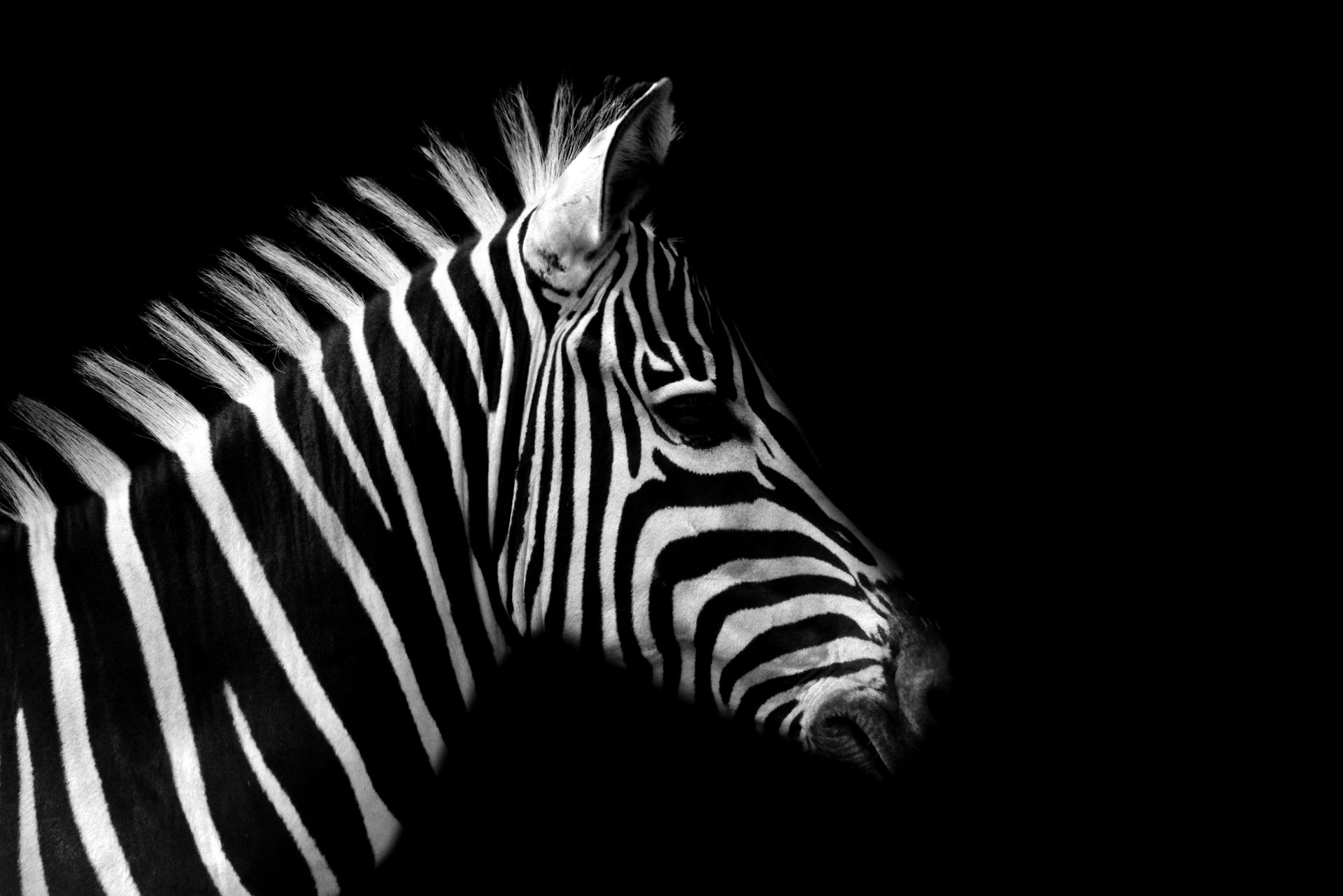 Download Animal Zebra 4k Ultra HD Wallpaper