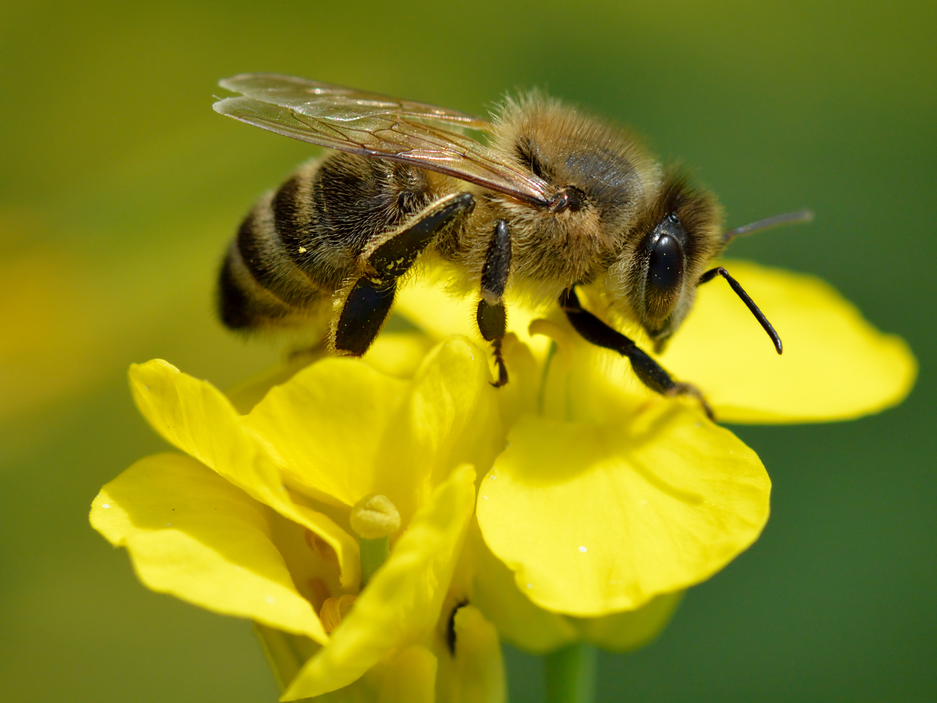 Honey Bee by Ivar Leidus