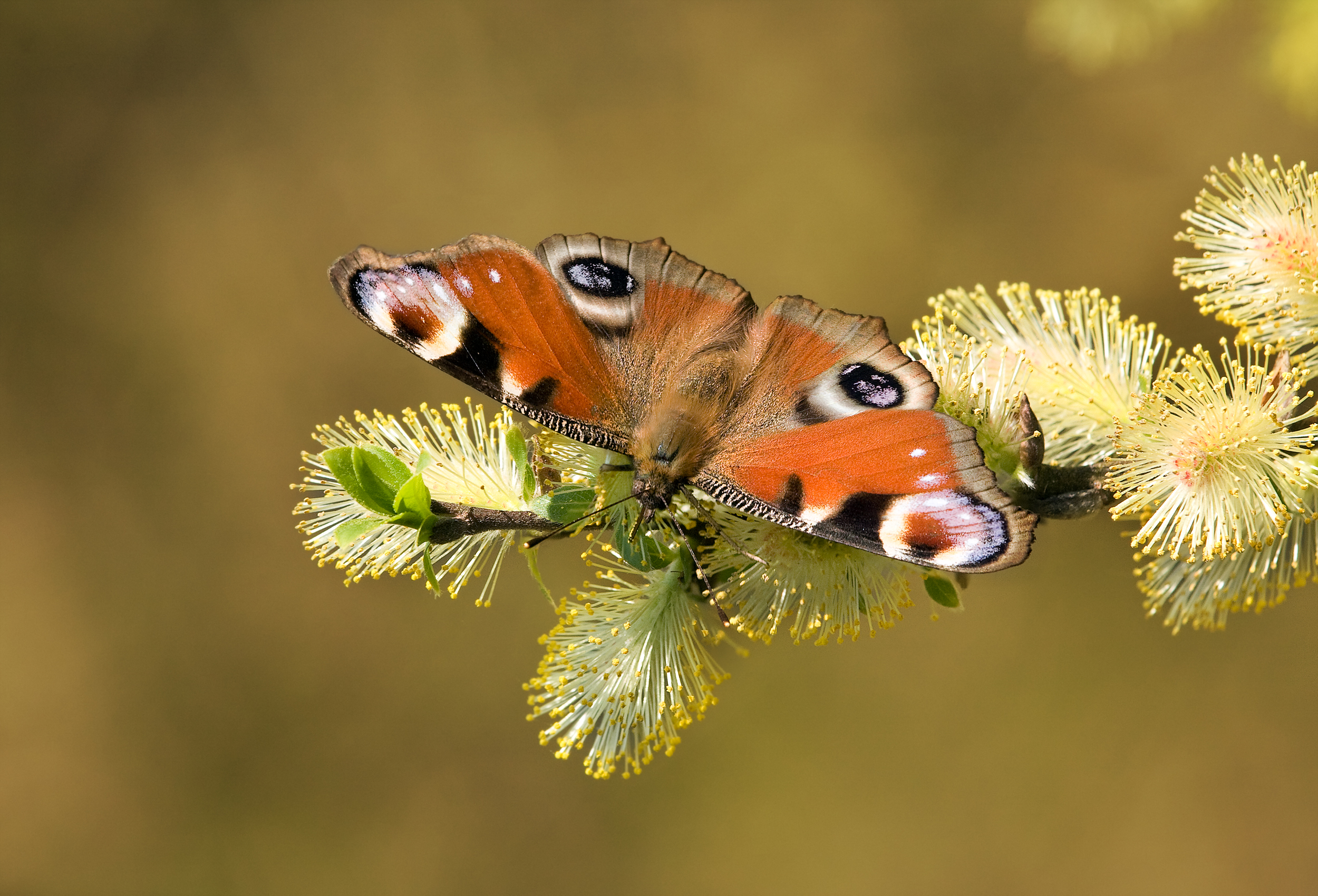 European Peacock by Richard Bartz