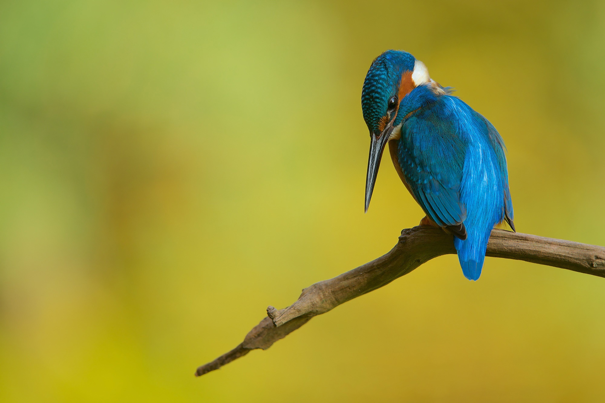 Download Branch Bird Animal Kingfisher HD Wallpaper