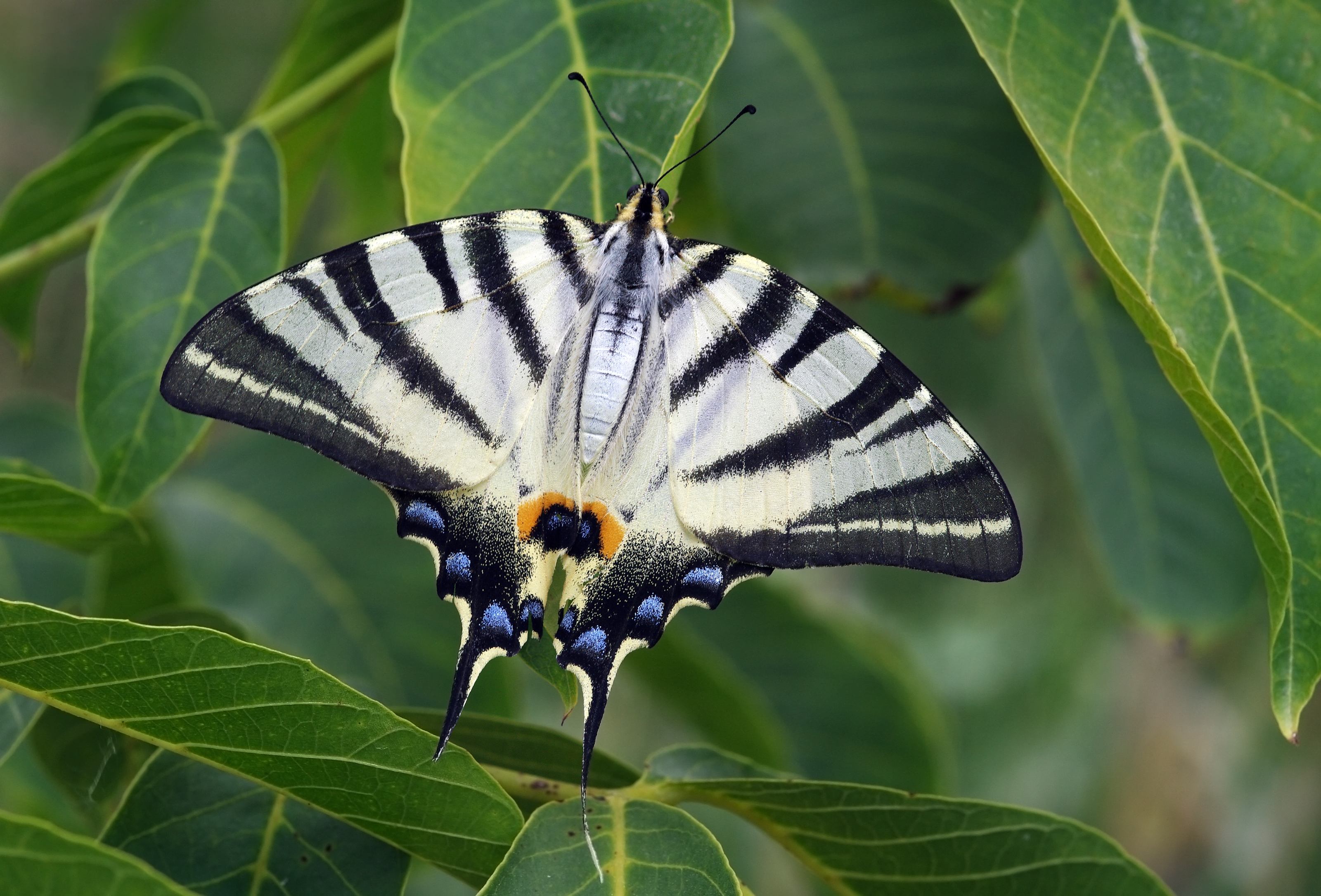 Scarce Swallowtail by Zeynel Cebeci