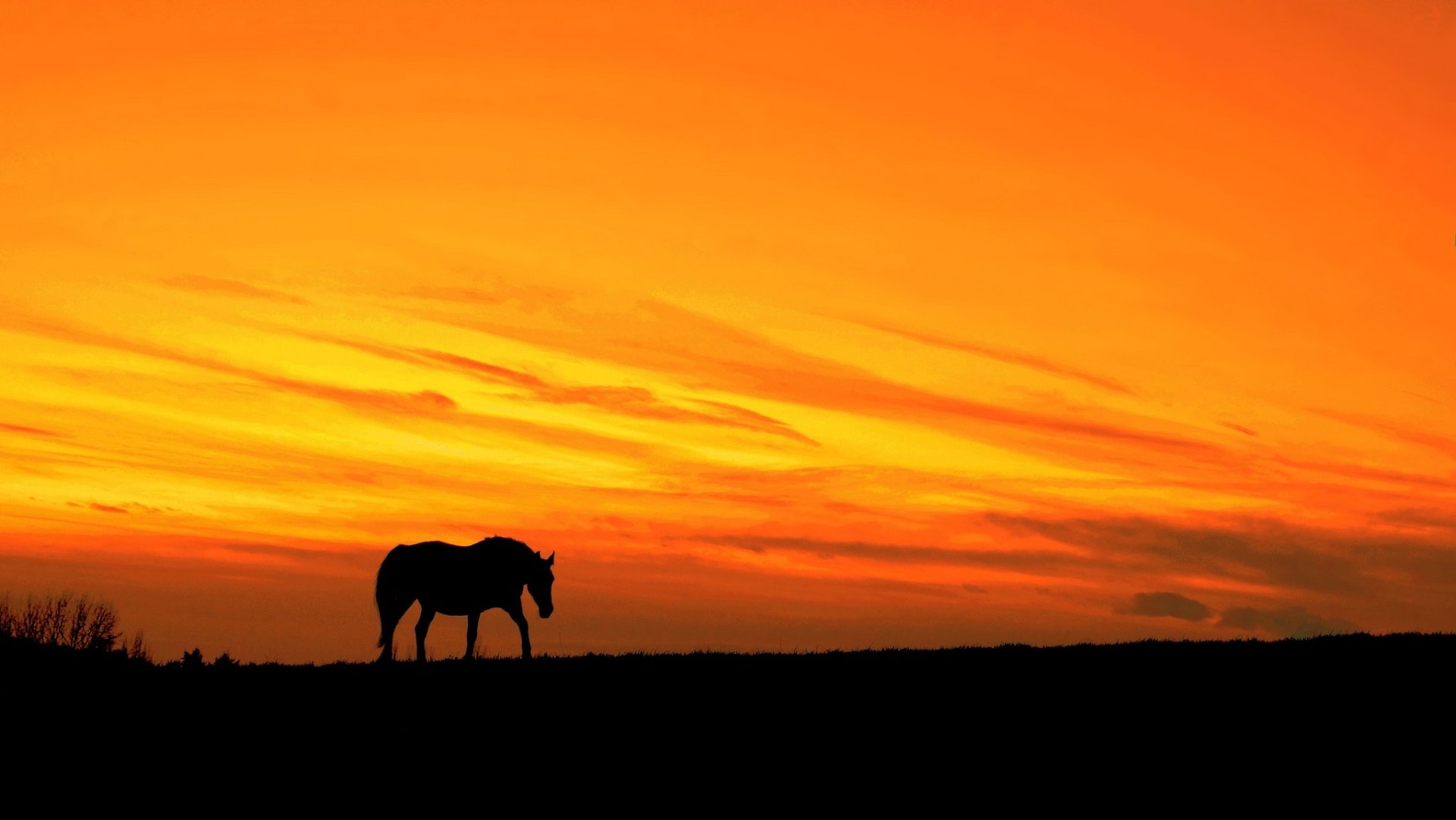 Animal Horse HD Wallpaper