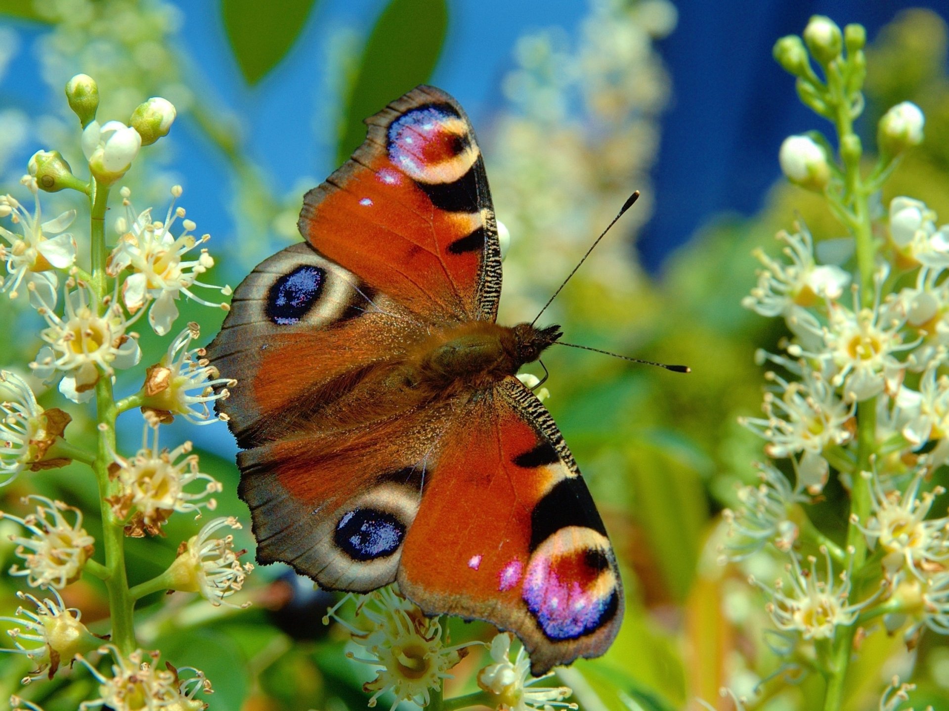 Butterfly HD Wallpaper by Luc Viatour