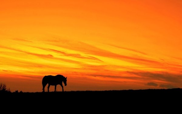 Animal Horse Silhouette Sunset Sky HD Wallpaper | Background Image