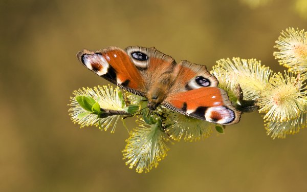 Animal Butterfly European Peacock HD Wallpaper | Background Image