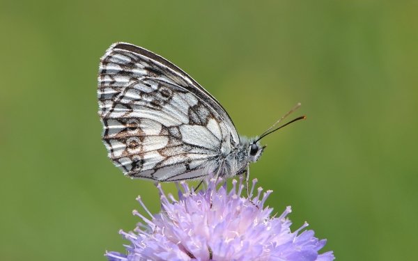 Animal Butterfly Marbled White HD Wallpaper | Background Image