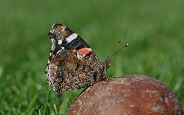 Animal Butterfly Red Admiral HD Wallpaper | Background Image