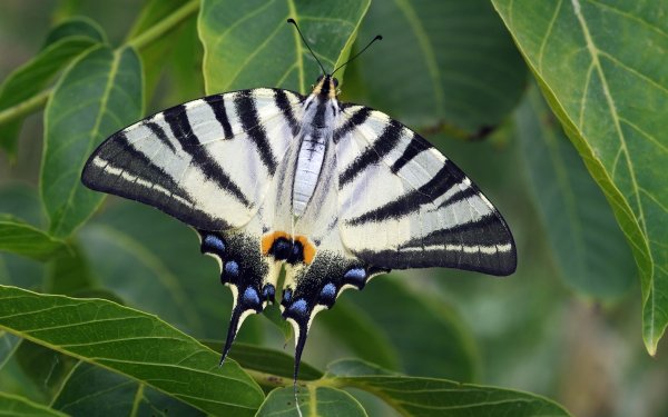Animal Swallowtail Butterfly Insects Scarce Swallowtail Butterfly HD Wallpaper | Background Image