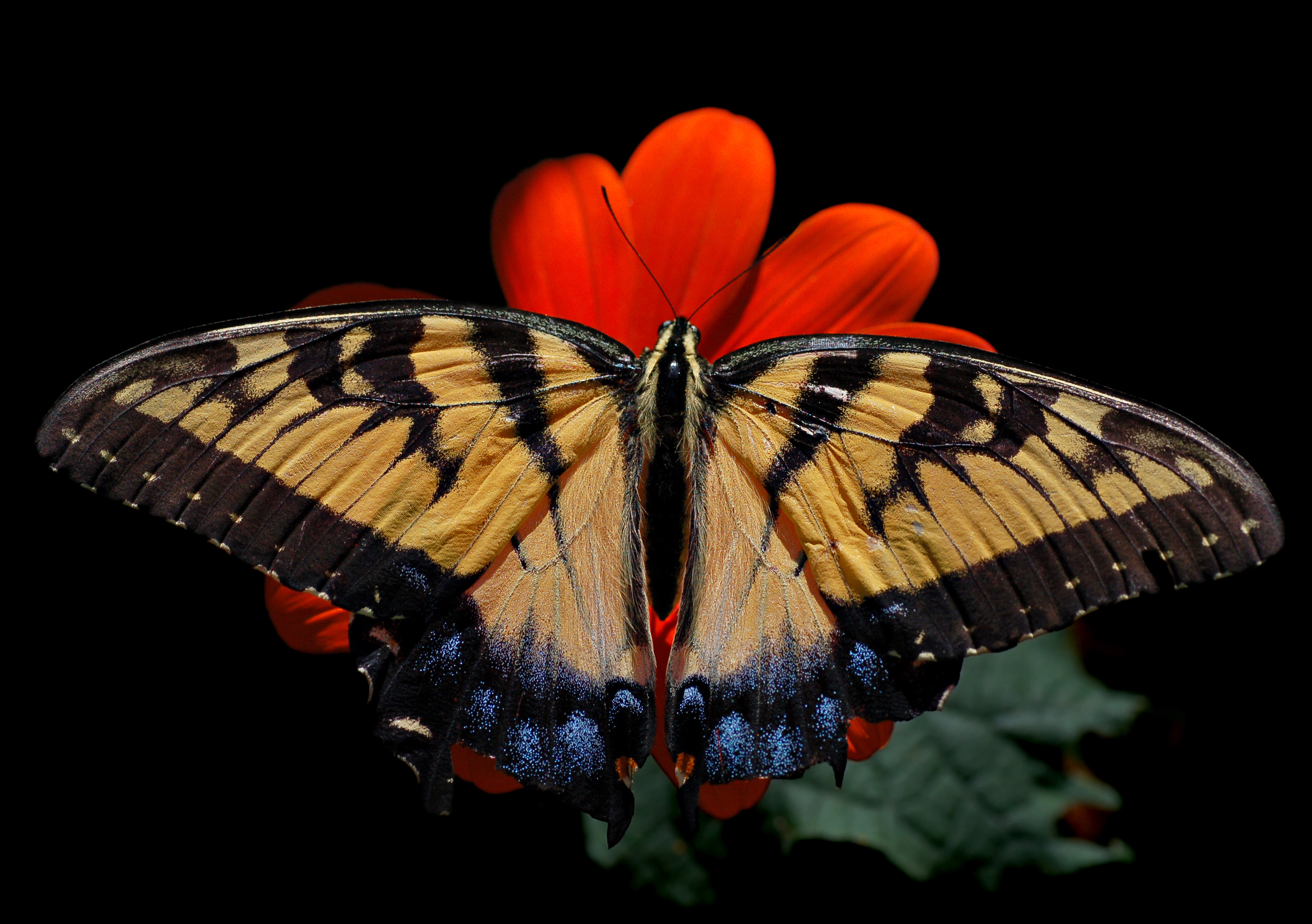 Eastern Tiger Swallowtail by Derek Ramsey