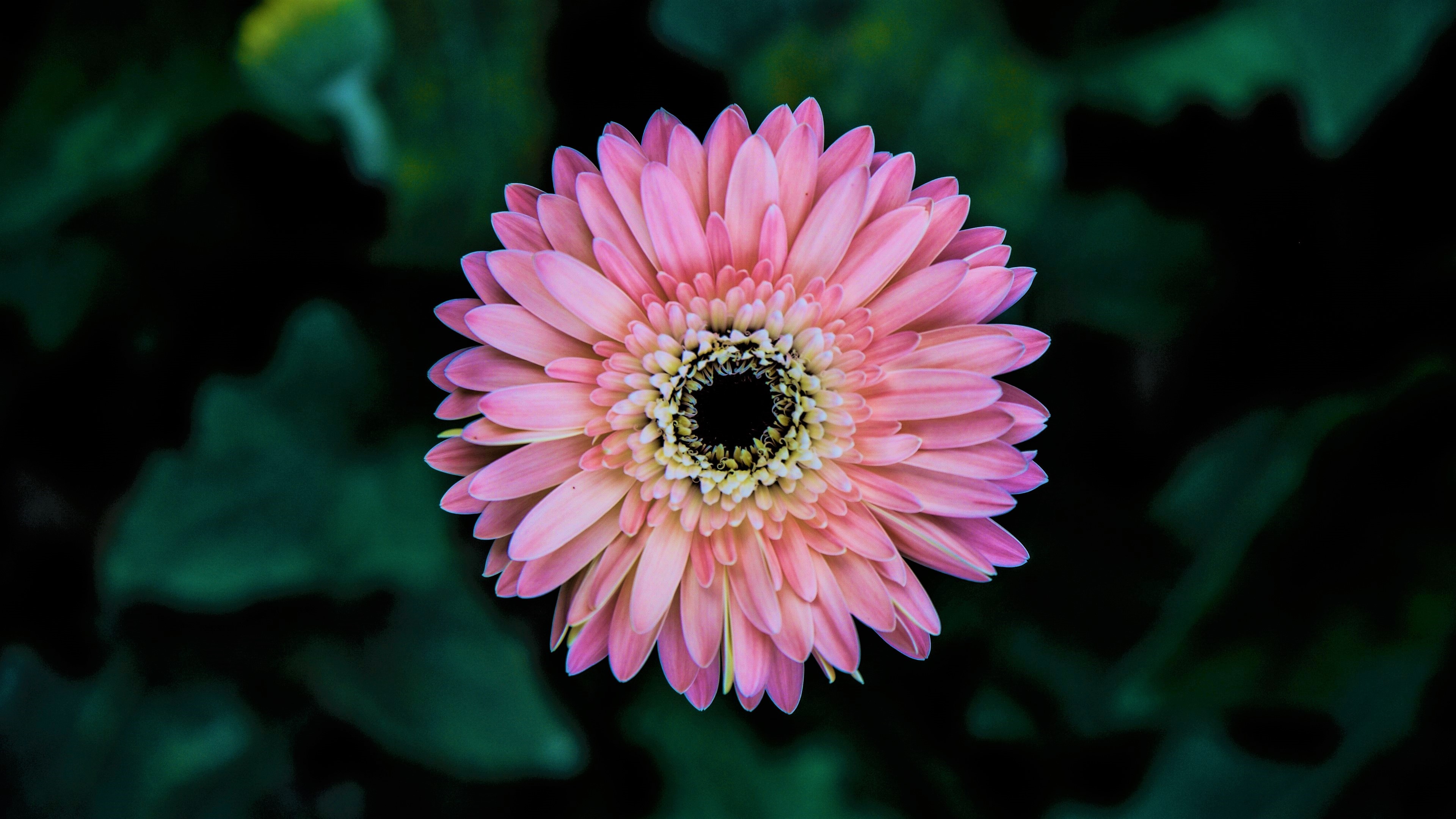 Pink Gerbera 4k Ultra HD Wallpaper Background Image