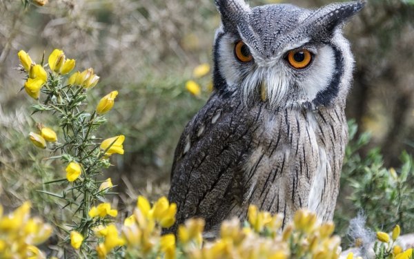 Animal Owl Birds Owls Bird Yellow Flower HD Wallpaper | Background Image