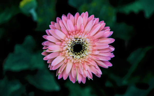  Pink Gerbera