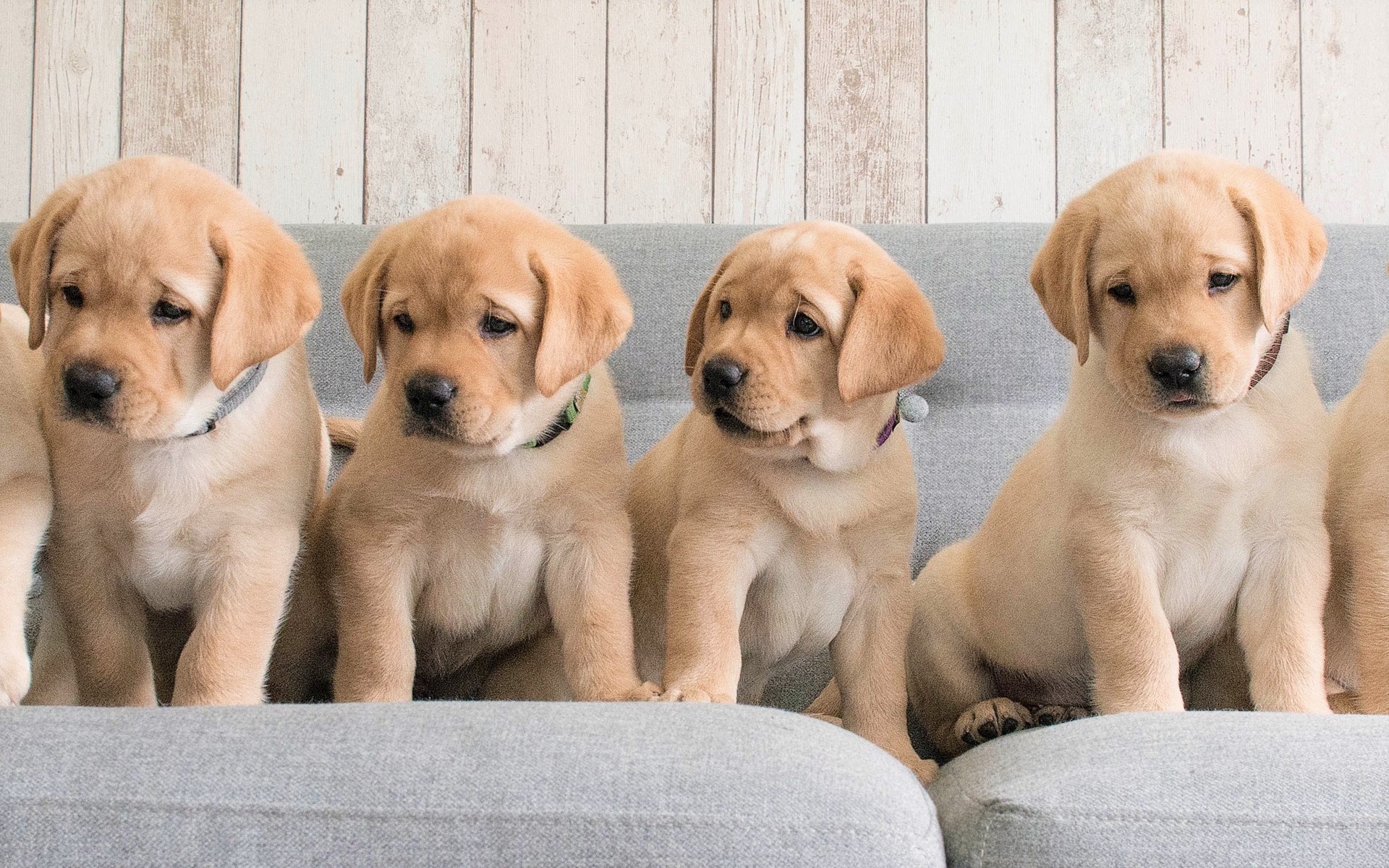 Labrador Retriever Puppies HD Wallpaper | Background Image | 1920x1200