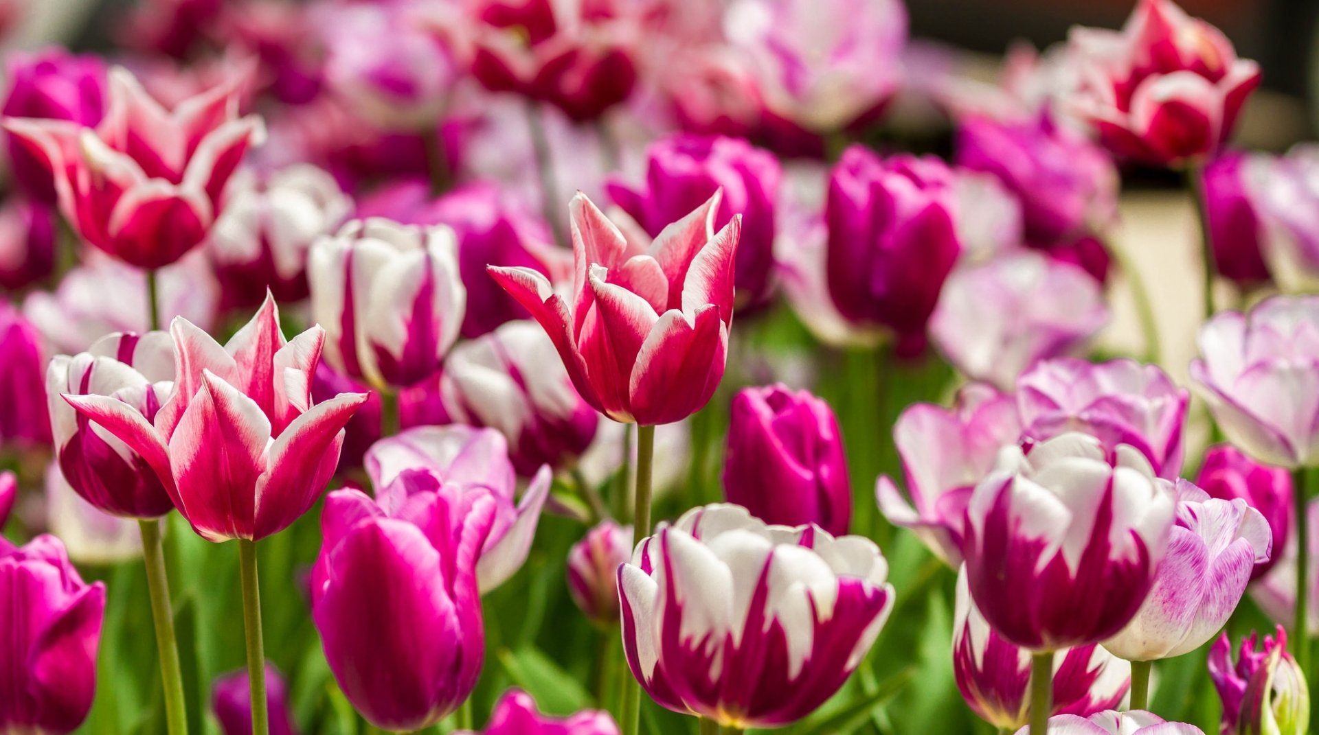 Download Purple Flower Close-up Flower Nature Tulip HD Wallpaper ...
