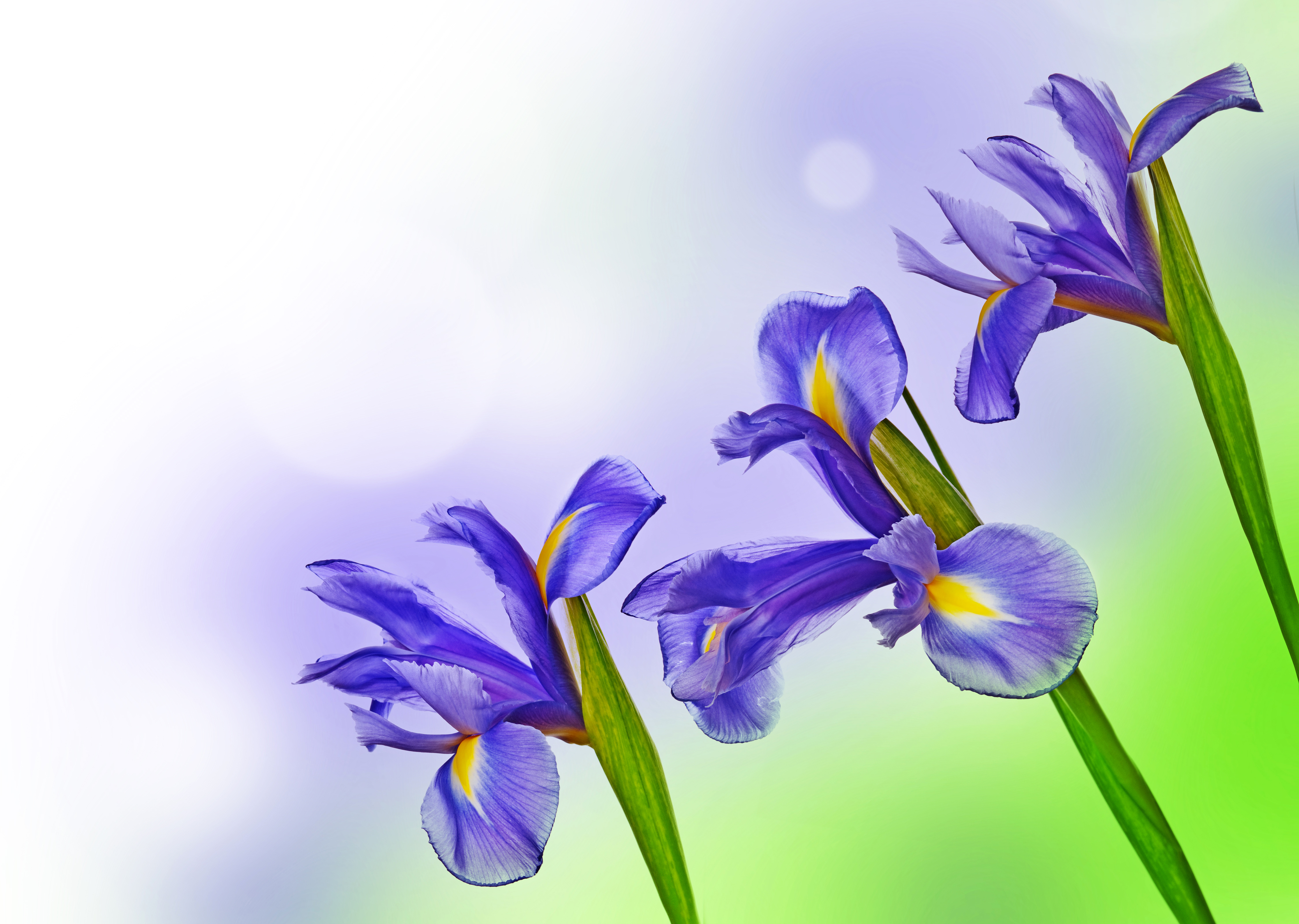 HD and white iris flowers wallpapers | Peakpx