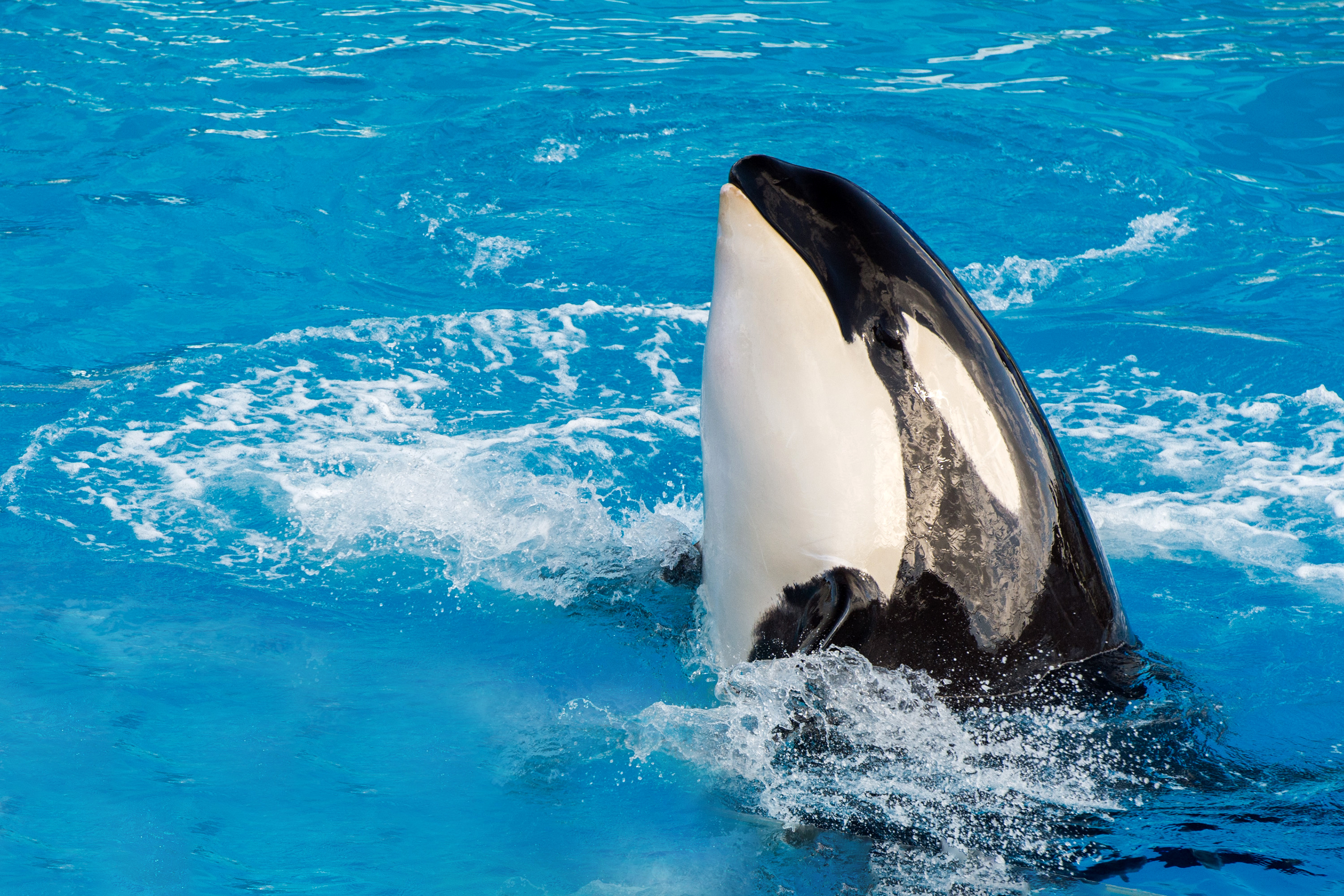 Animal Orca HD Wallpaper | Background Image