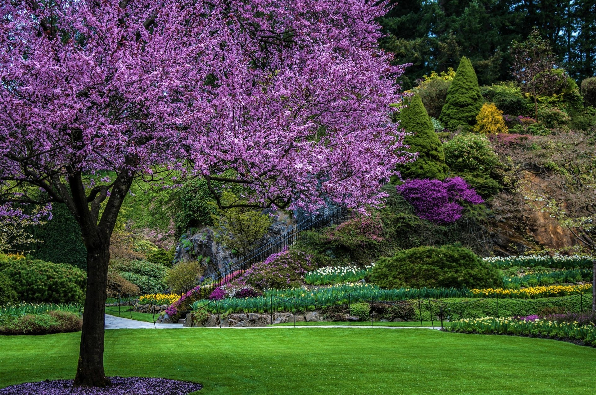 Download Purple Flower Blossom Flower Spring Garden Tree Earth ...