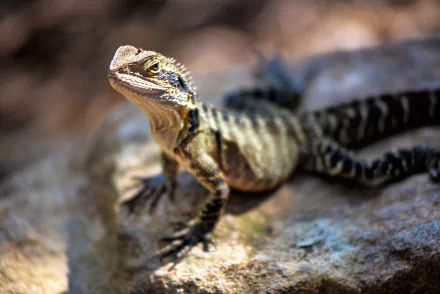 reptile lizard Animal water dragon HD Desktop Wallpaper | Background Image