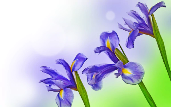 Close-up of vibrant blue iris flowers against a soft green and white background, captured in stunning 4K Ultra HD for a nature-inspired desktop wallpaper.