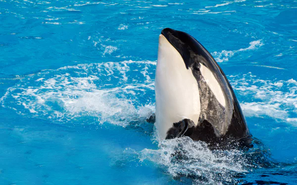 killer whale Animal orca HD Desktop Wallpaper | Background Image