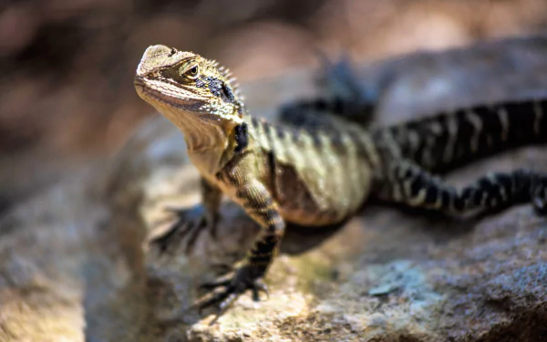 reptile lizard Animal water dragon HD Desktop Wallpaper | Background Image