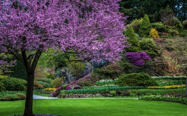Photography Park Earth Tree Garden Spring Flower Blossom Purple Flower HD Wallpaper | Background Image