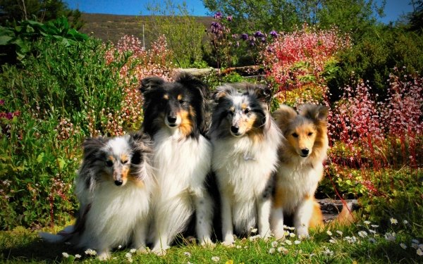 Animal Shetland Sheepdog Dogs Dog HD Wallpaper | Background Image