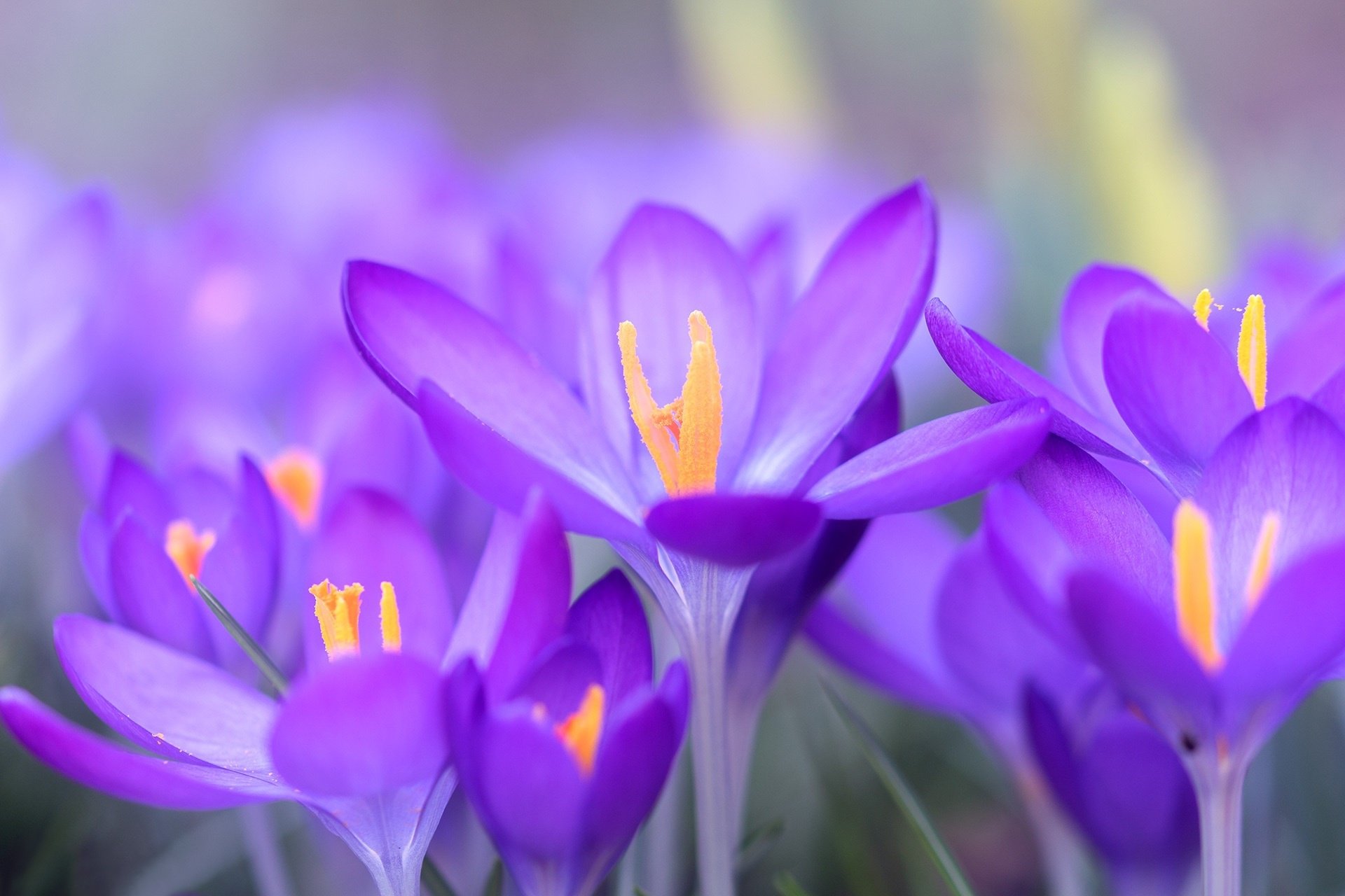 Download Purple Flower Flower Macro Nature Crocus HD Wallpaper
