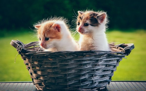 Animal Cat Cats Baby Animal Basket Kitten HD Wallpaper | Background Image