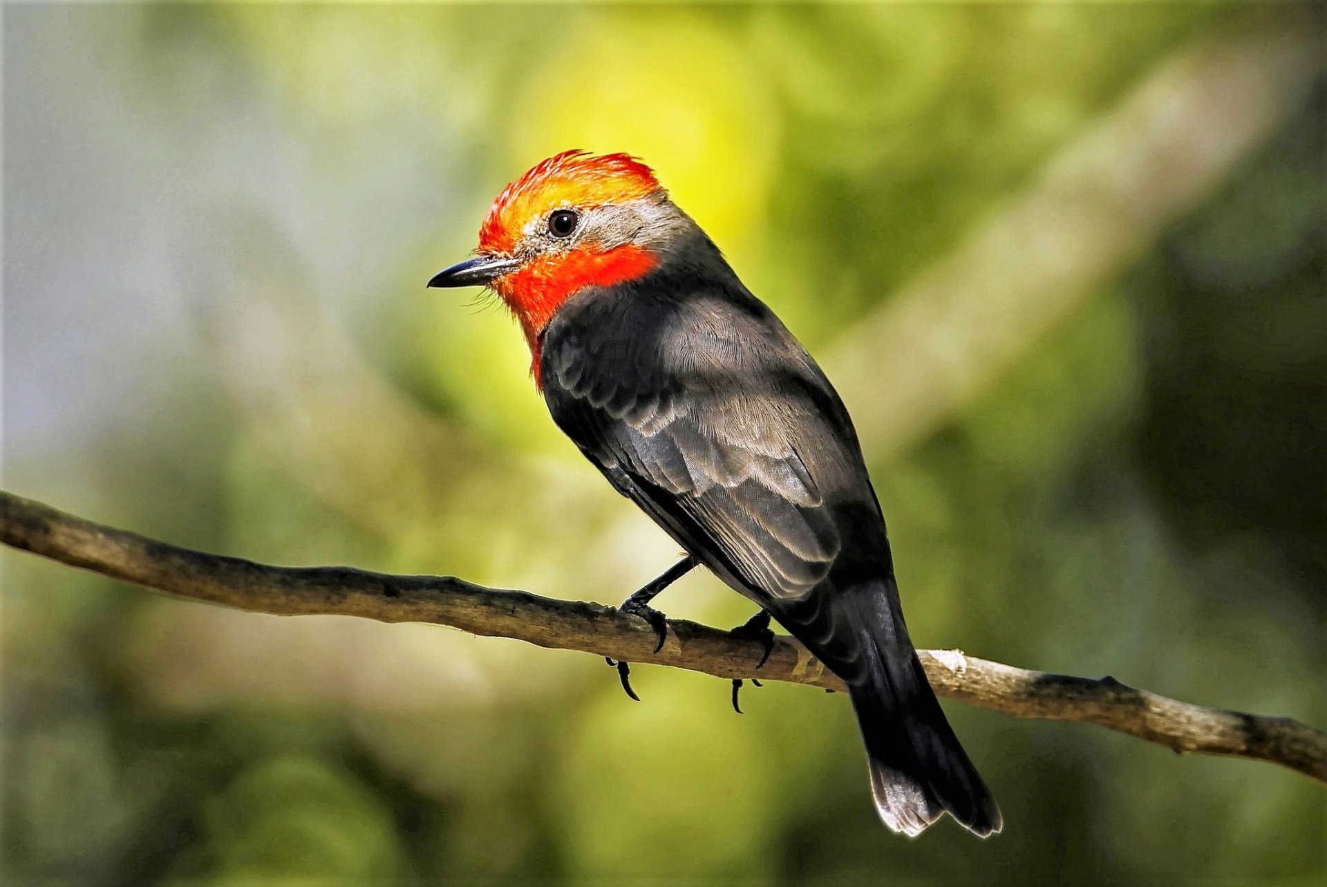 Vermilion Flycatcher Wallpapers