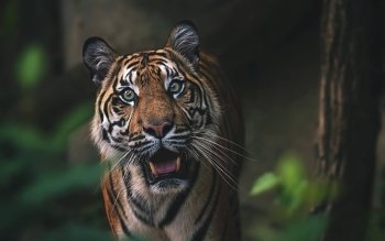 tiger forum avatar | profile photo - id: 145370 - avatar abyss