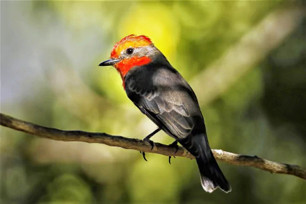vermilion flycatcher branch Animal Flycatcher HD Desktop Wallpaper | Background Image