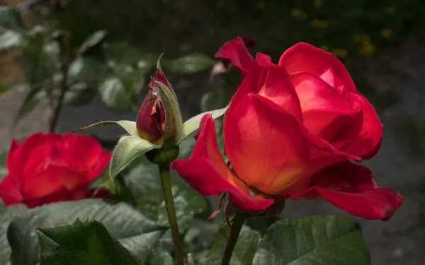 close-up pink flower nature rose HD Desktop Wallpaper | Background Image
