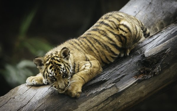 Animal Tiger Cats Wildlife Cub Baby Animal Big Cat HD Wallpaper | Background Image