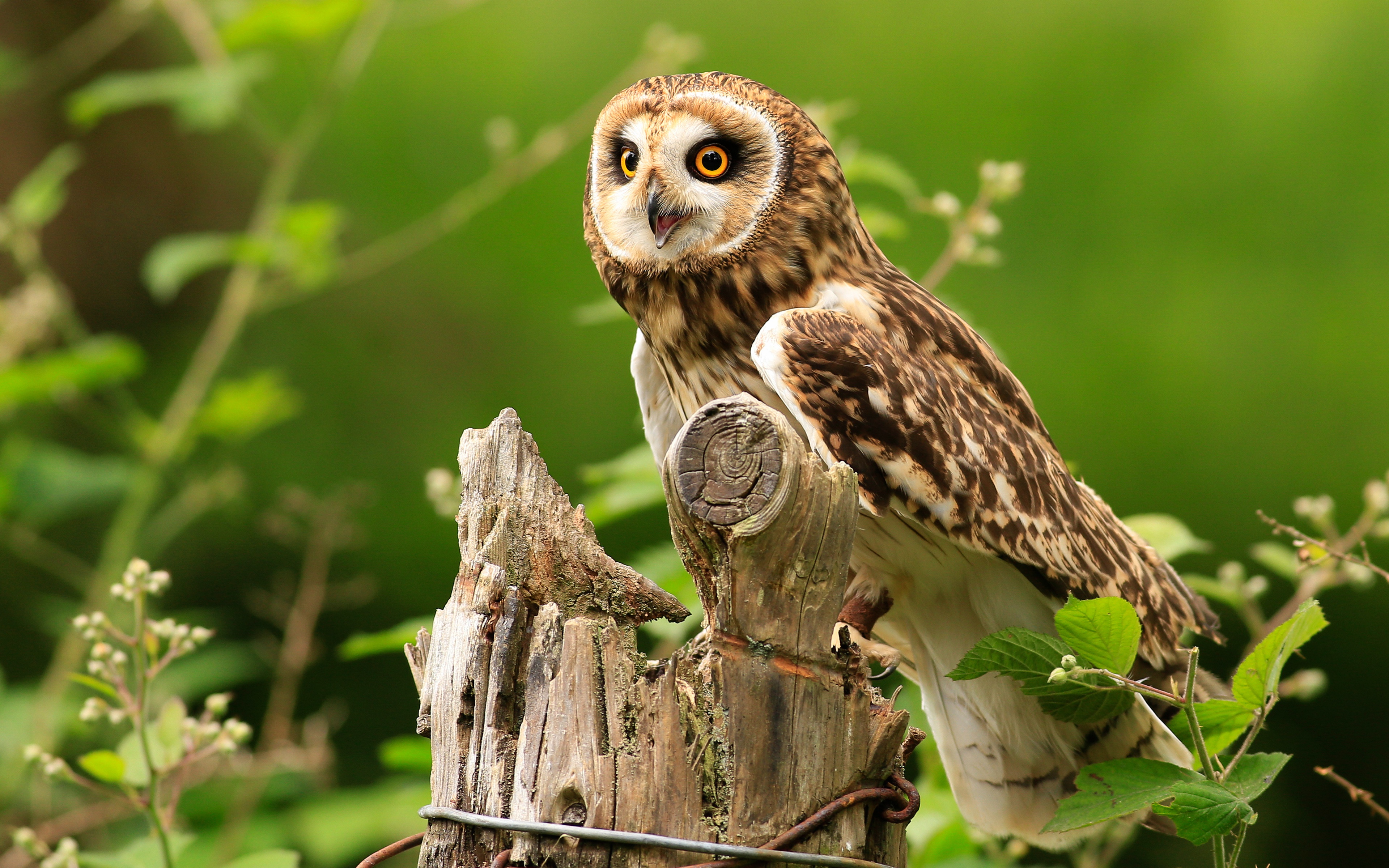 Animal Owl 4k Ultra HD Wallpaper