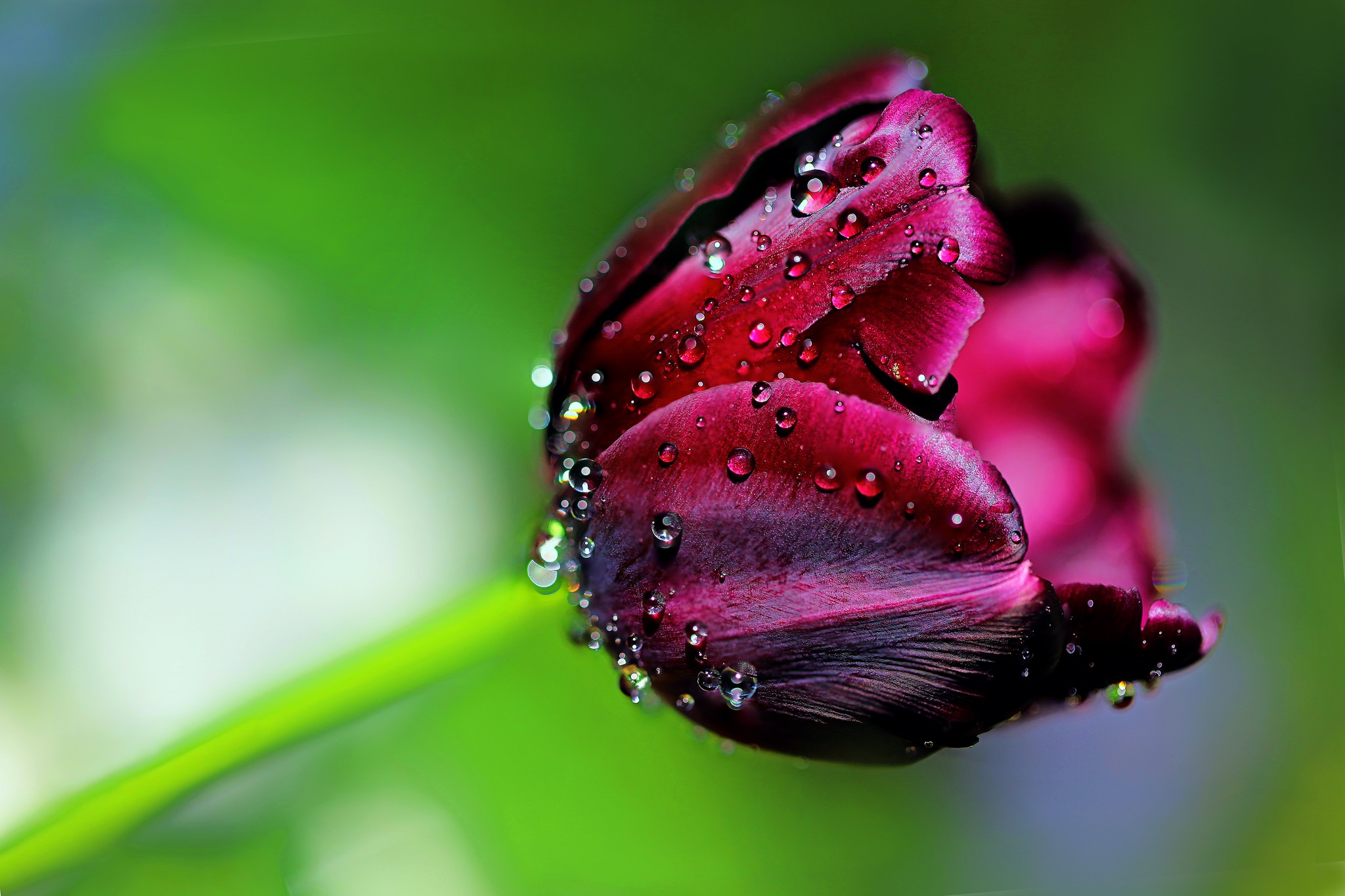 Download Purple Flower Macro Nature Tulip HD Wallpaper