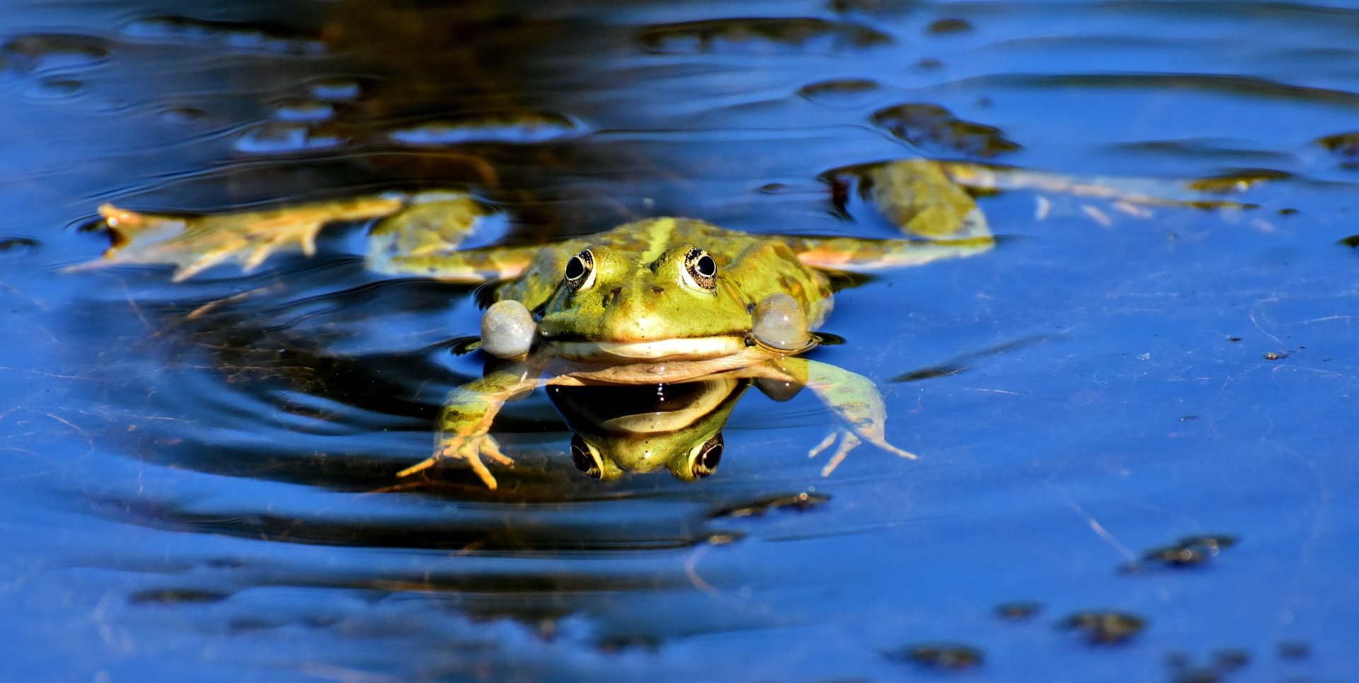 Download Amphibian Animal Frog 4k Ultra HD Wallpaper by Alexas_Fotos