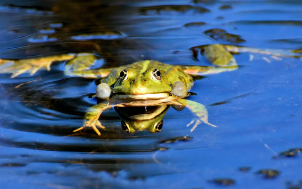 4K Ultra HD PC desktop wallpaper: a green frog (amphibian, animal) facing forward, floating in rippled blue water with its reflection visible.