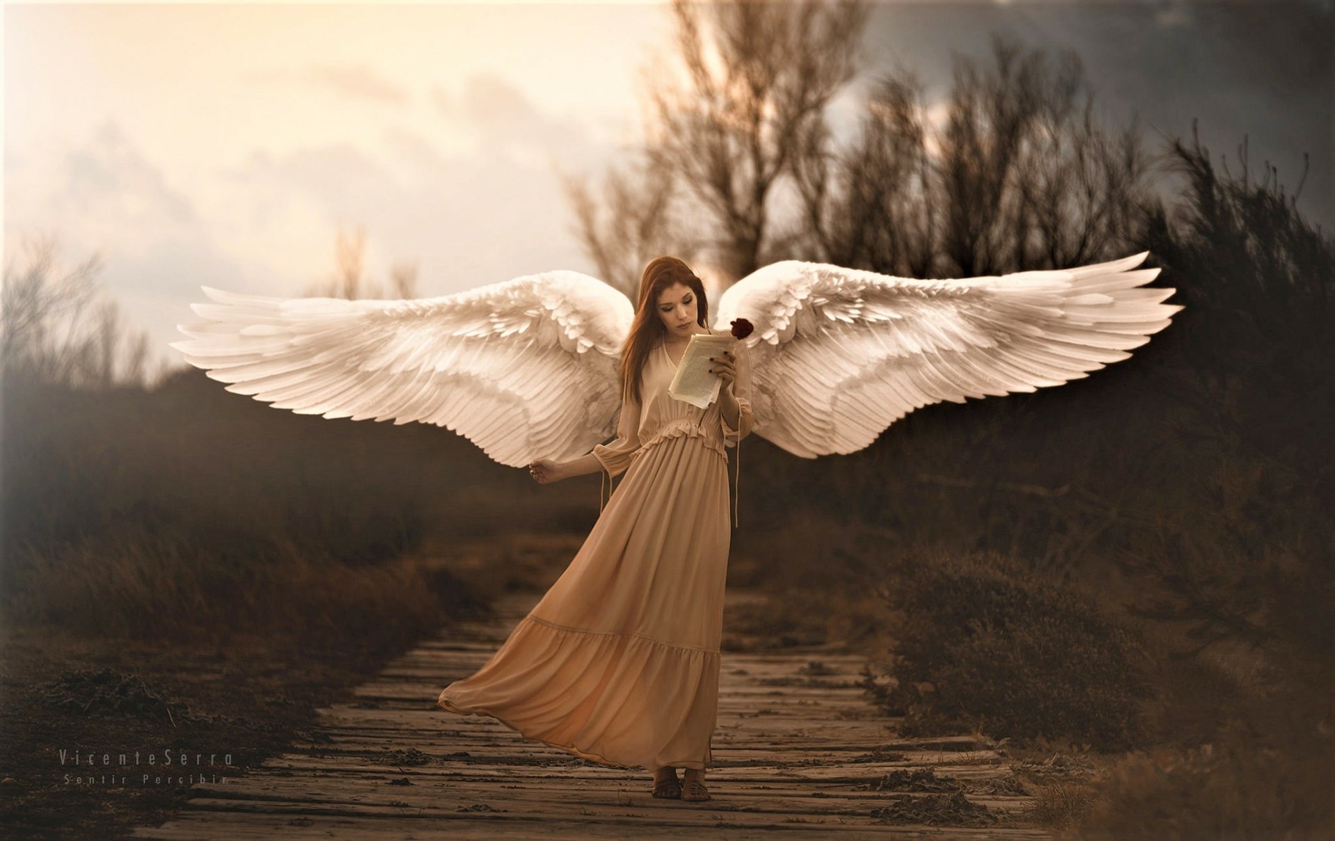 Download Rose Red Rose Wings Fantasy Angel HD Wallpaper by Vicente Serra